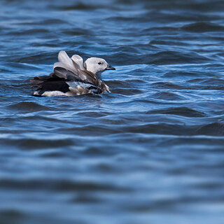 Bale Mountains - Sanetti - Blue-winged goose